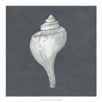 Shell on Slate IV Fine Art Print