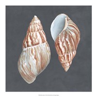 Shell on Slate V Fine Art Print