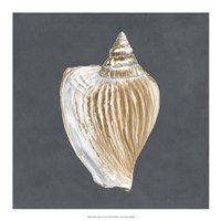 Shell on Slate VI Fine Art Print