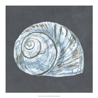 Shell on Slate VIII Fine Art Print