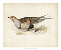 Morris Pheasants V Fine Art Print