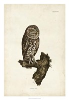 Little Owl Fine Art Print