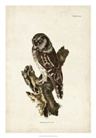 Tengmalm's Owl Fine Art Print