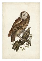 Tawny Owl Fine Art Print