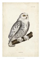 Snowy Owl Fine Art Print
