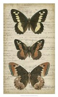 Butterfly Script I by Vision Studio - 18" x 30" - $37.49