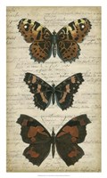 Butterfly Script II Fine Art Print
