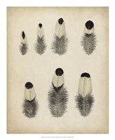 Vintage Feathers II Fine Art Print