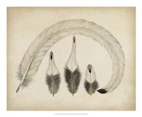 Vintage Feathers IV Fine Art Print