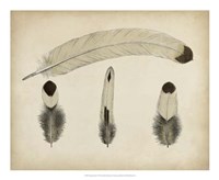 Vintage Feathers V Fine Art Print