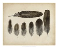 Vintage Feathers VI Fine Art Print