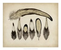 Vintage Feathers VII Fine Art Print