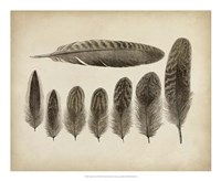 Vintage Feathers VIII Fine Art Print