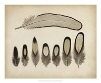 Vintage Feathers IX Fine Art Print
