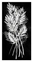 Palm Leaf Fresco II Fine Art Print