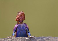 Agama Lizard Kenya Africa Fine Art Print