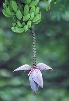 Banana Flower Fine Art Print