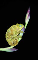 Close-up of a chameleon sitting on a flower, Tanzania Fine Art Print