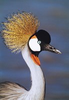 Crowned Crane Tanzania Africa Fine Art Print
