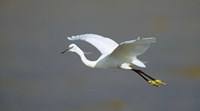 Egret in Flight Kenya Africa Fine Art Print