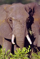 Elephant Tanzania Africa Fine Art Print