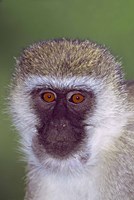 Vervet Monkey Tanzania Africa Fine Art Print