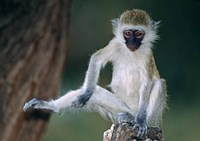 Vervet Monkey Kenya Africa Fine Art Print