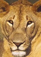Close-up of a lioness, Tanzania Fine Art Print