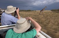Rear view of two safari photographers filming a giraffe Fine Art Print