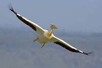 African great white pelican Fine Art Print