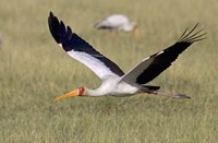 Yellow-billed stork flying above a field Fine Art Print