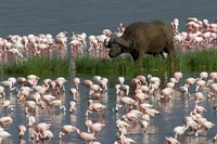 Cape Buffalo and Lesser Flamingos Fine Art Print