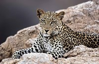 Close-up of a leopard lying on a rock Fine Art Print