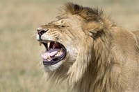 Close-up of a male lion roaring Fine Art Print