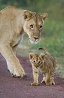 Close-up of a lioness and her cub, Ngorongoro Crater, Ngorongoro Conservation Area, Tanzania (Panthera leo) Fine Art Print