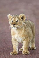 Close-up of a lion cub standing, Ngorongoro Crater, Ngorongoro Conservation Area, Tanzania (Panthera leo) Fine Art Print