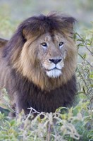 Close-up of a Black maned lion, Ngorongoro Crater, Ngorongoro Conservation Area, Tanzania Fine Art Print
