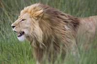 Side profile of a lion in a forest, Ngorongoro Conservation Area, Tanzania (panthera leo) Fine Art Print