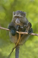 Blue monkey, Lake Manyara, Arusha Region, Tanzania Fine Art Print