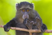 Close-up of a Blue monkey sitting on a branch, Lake Manyara, Arusha Region, Tanzania (Cercopithecus mitis) Fine Art Print