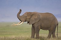 Side profile of an African elephant standing in a field, Ngorongoro Crater, Arusha Region, Tanzania (Loxodonta africana) Fine Art Print