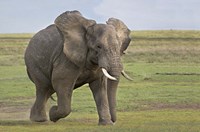 African elephant (Loxodonta Africana) running in a field, Ngorongoro Crater, Arusha Region, Tanzania Fine Art Print