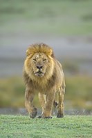 Portrait of a Lion walking in a field, Ngorongoro Conservation Area, Arusha Region, Tanzania (Panthera leo) Fine Art Print