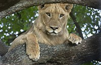 Close-up of a lion, Lake Manyara, Arusha Region, Tanzania (Panthera leo) Fine Art Print