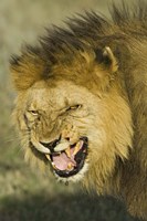 Close-up of a lion snarling, Ngorongoro Conservation Area, Arusha Region, Tanzania (Panthera leo) by Panoramic Images - 16" x 24"