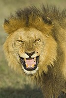 Close-up of a lion roaring, Ngorongoro Conservation Area, Arusha Region, Tanzania (Panthera leo) by Panoramic Images - 16" x 24"