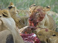 Four lioness eating a kill, Ngorongoro Conservation Area, Arusha Region, Tanzania (Panthera leo) Fine Art Print