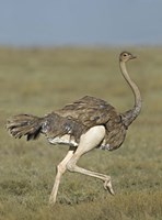 Side profile of an Ostrich running in a field, Ngorongoro Conservation Area, Arusha Region, Tanzania (Struthio camelus) by Panoramic Images - 18" x 24" - $35.99