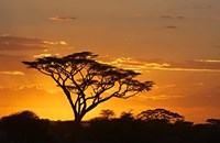 Silhouette of Trees in a field, Ngorongoro Conservation Area, Arusha Region, Tanzania Fine Art Print