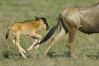 Side profile of a wildebeest and its calf running in a field, Ngorongoro Conservation Area, Arusha Region, Tanzania Fine Art Print